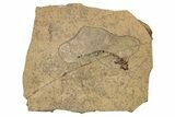 Permian Amphibian (Branchiosaur) Fossil - Germany #267621-1